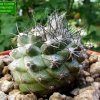 Copiapoa_ humilis _ssp.variispinata 'paposoensis'_ 01